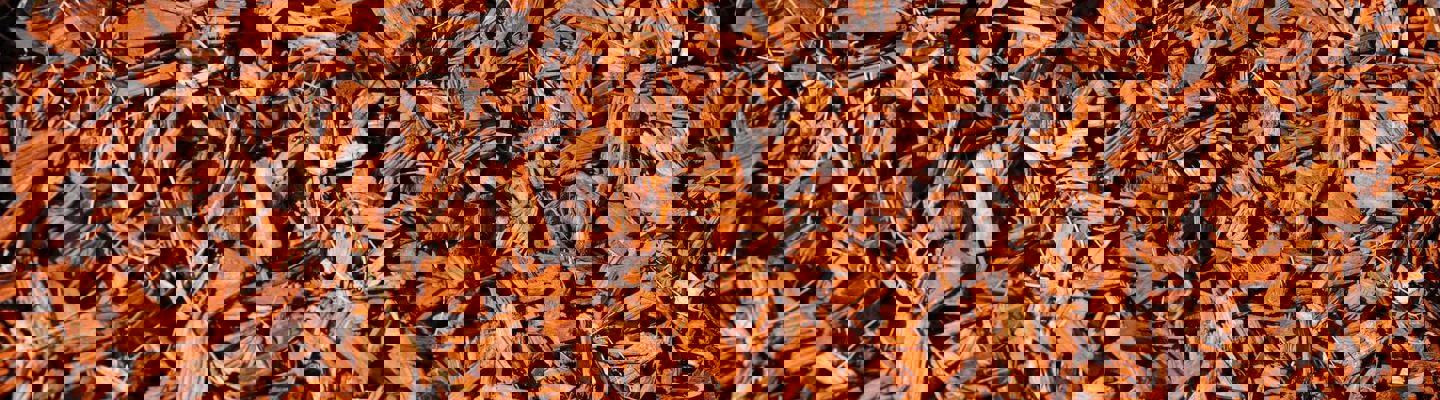 Markus Winkler G3yqymqlxd4 Unsplash (1)